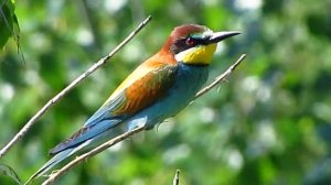 Птицы Белгородской области - Золотистая щурка файл 1920