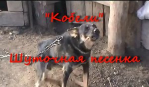 Кобели