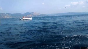 Дельфины в Морском Крым. смотрите до конца!