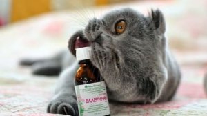 Почему коты и кошки любят валерьянку?