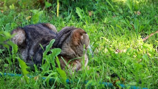 Кот на даче. Сентябрь смотреть онлайн