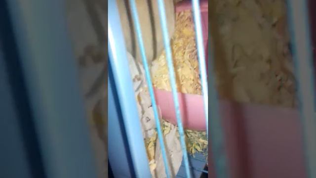 Хомячиха родила!!! Первые роды!!!