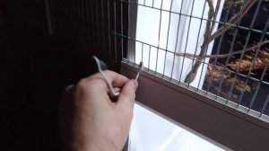 Клетка для певчих птиц.