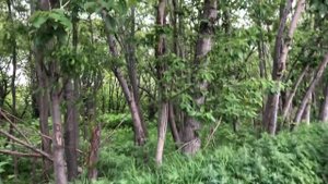 В роще моей пел соловей, нет покоя тёще моей?