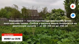 БОРЩЕВИК СОСНОВСКОГО*КАК БОРОТЬСЯ с БОРЩЕВИКОМ/ЖИВУ на СЕЛЕ*СЕЛЯНИН