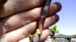 Как Прививать Сливу? Результат через год (начало мая)