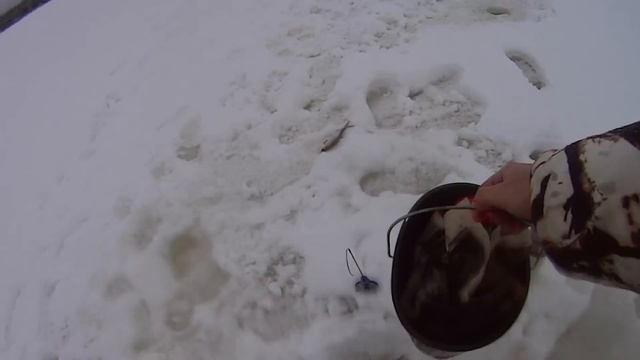Ловля плотвы зимой на стоячку и мормышку - Иваньковское водохранилище