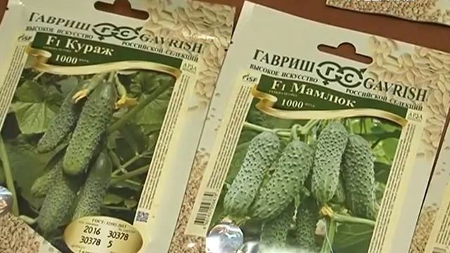 Какие огурцы можно выращивать на подоконнике. Удачные заметки