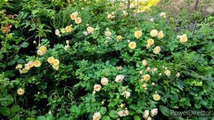 Троянда Остіна Roald Dahl/ Роза Остина Роальд Даль (06.08.2022)