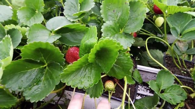 Клубника Сан Андреас смотреть онлайн