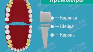 Зубы человека. Зубы детей. Виды зубов у человека