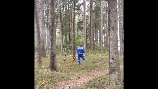 Обработка деревьев от короеда. Уничтожение вредителей