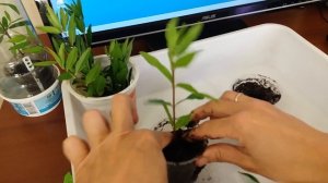 Как укоренить гранат