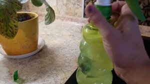 спасаем герберу