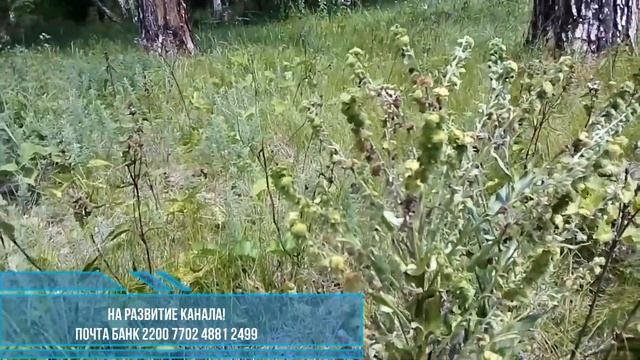 Чёрный корень. смотреть онлайн