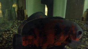 Глазчатые астронотусы