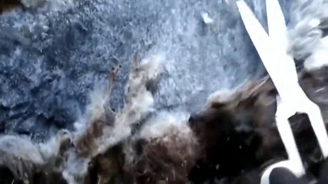 Стрижка овец ножницами. смотреть онлайн