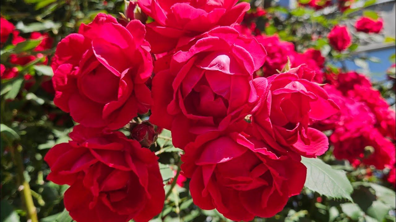 Распаковка покупок в каталоге 14/23 смотреть онлайн