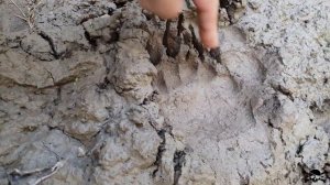 Коп в горах, сабля Черкесов лежала в корнях