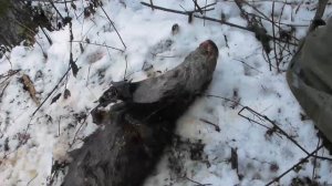 Умный зверь. Волк устроил охоту на собак.the wolf started hunting people