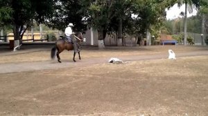 Abandonado de Troya