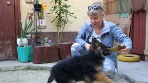 Ставим в стойку и чистим ушки. Щенок Немецкой овчарки. Puppy of the German Shepherd.