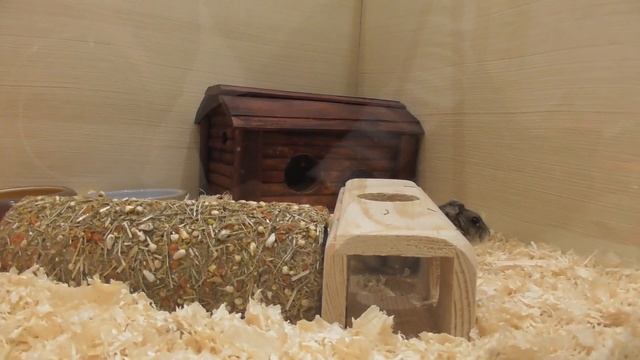 Новый дом для хомячка сделали своими руками на канале УльТиВи. Хомяк ест свой смотреть онлайн