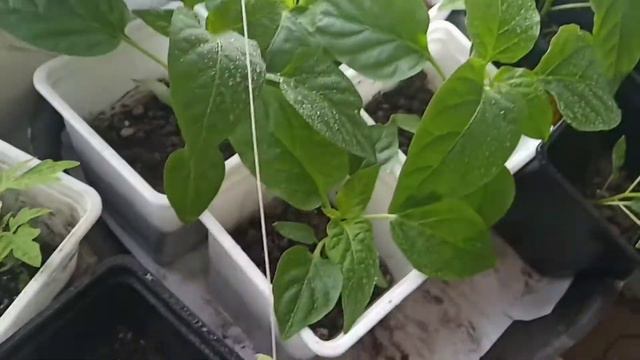 НА РАССАДЕ ОВОЩЕЙ появляются жёлтые листья.КАКИМ ПРепаратом обрабатываю смотреть онлайн