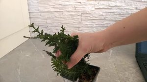 Кипарисовик тупой Тедди Беар