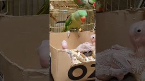 Как ручные попугаи кормят птенцов.