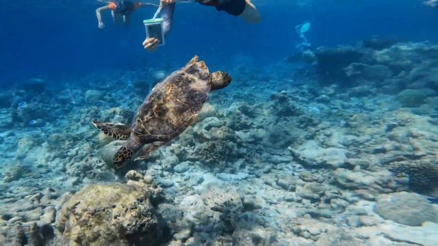 Мальдивы. Сноркелинг с черепахами и песчаный пляж. Malahini Kuda Bandos Resort / Maldives
