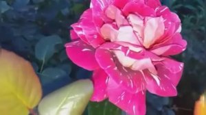 333.#Украшение моего сада шикарная роза Пёстрая Фантазия.???