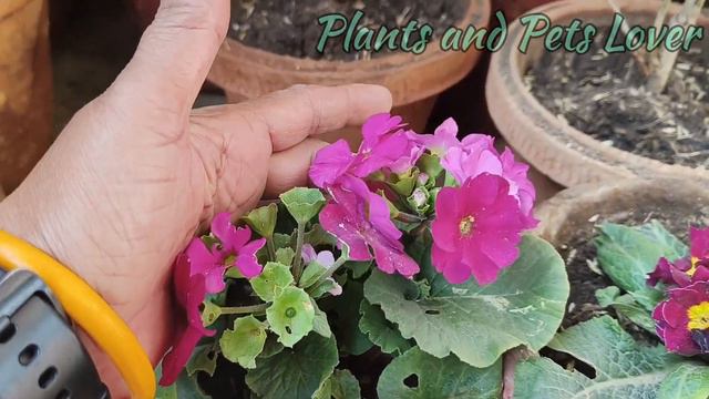Primula /Primrose Plant Care N Tips l Low maintenance Plant l तेज ठंड का सुन्दर पौधा l смотреть онлайн