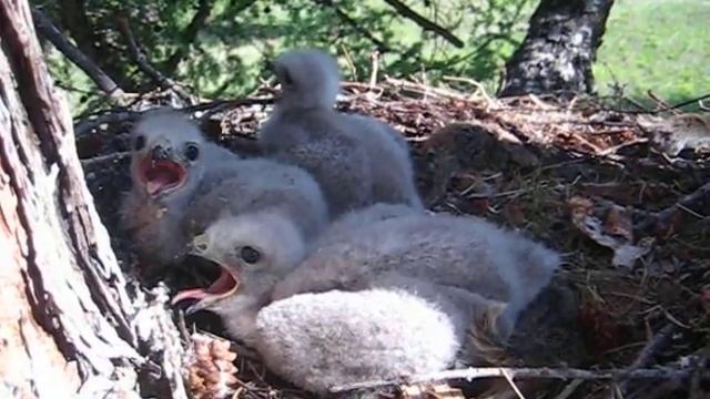 Другое гнездо мохноногих курганников 16.06.2010 смотреть онлайн