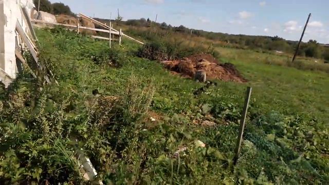 Выгул маленьких поросят . смотреть онлайн