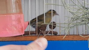 Жизнь лесной птицы. Чем питается Чиж. Кормление с руки