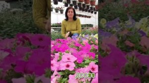 ❓?❌Какую петунию нельзя вырастить из семян – давайте разбираться.