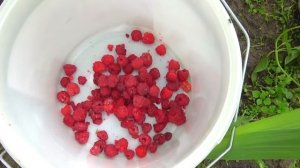 СОФИЯ СТАЛА ПОВОРОМ ДЛЯ БРАТЬЕВ. СОФУНЬЯ ШАЛУНЬЯ СБОРКА ЛУЧШЕЕ