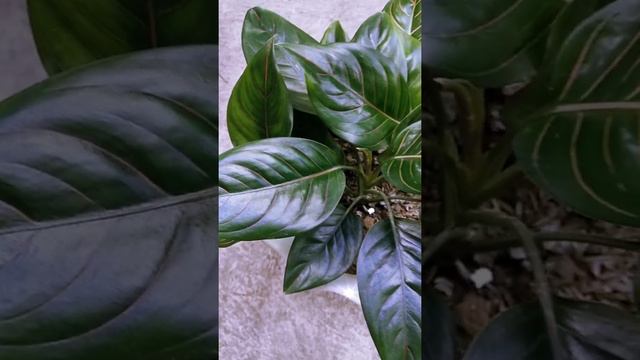 Rotundum Tiger Aglaonema