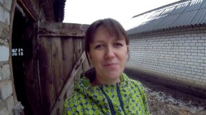 Тёлочку растим на корову//Выращивание тёлочки айрширской породы