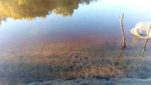 рыбалка на реке десна 01.07.2022.mp4