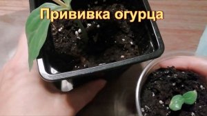 Арбуз и огурец. Прививка на лагенарию.