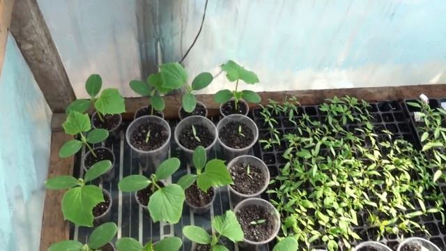 КАК ВЫРАСТИТЬ КРЕПКУЮ ЗДОРОВУЮ РАССАДУ ТОМАТОВ смотреть онлайн