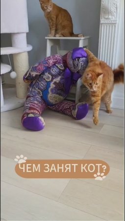 А вы знаете чем занят ваш котик? #животные #котики #коты