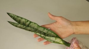 Сансевиерия Грин Лайн (Sansevieria Trifasciata Green Line). Обзор новинки /описание сорта