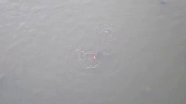 Сиде, Турция.Черепахи. смотреть онлайн