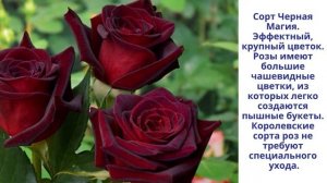 Гибридные королевские розы . Как вырастить розы на подоконнике.
