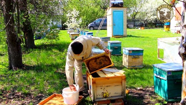 Первые матки Раздаю маточники по облетникам