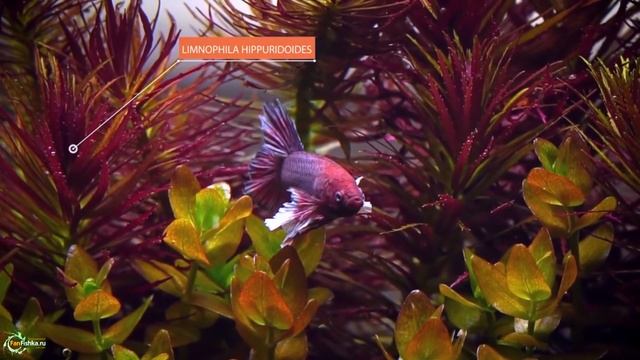«Огонь трава» ТОП Красных аквариумных растений смотреть онлайн