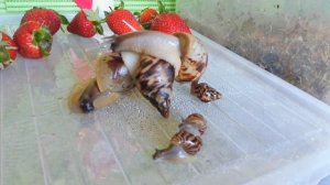 КАК ВЫРАСТИТЬ ОГРОМНУЮ УЛИТКУ ?#РЕТИКУЛЯТА СЕКРЕТ УСПЕХА#КУПЛЮАХАТИНПРОДАЮУЛИТОК#ПИТОМНИКМАРИМИСТИК